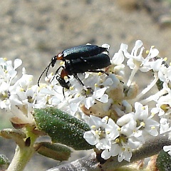 nemognatha nemorensis and ceanothus crassifolius - blister beetle on hoary leaf ceanothus nemognatha nemorensis and ceanothus crassifolius